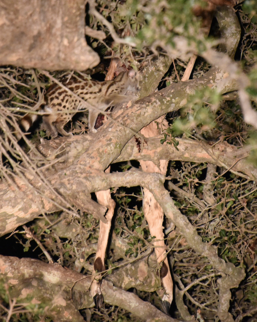 The genet cat digs in to the leopard's kill while he's gone missing.