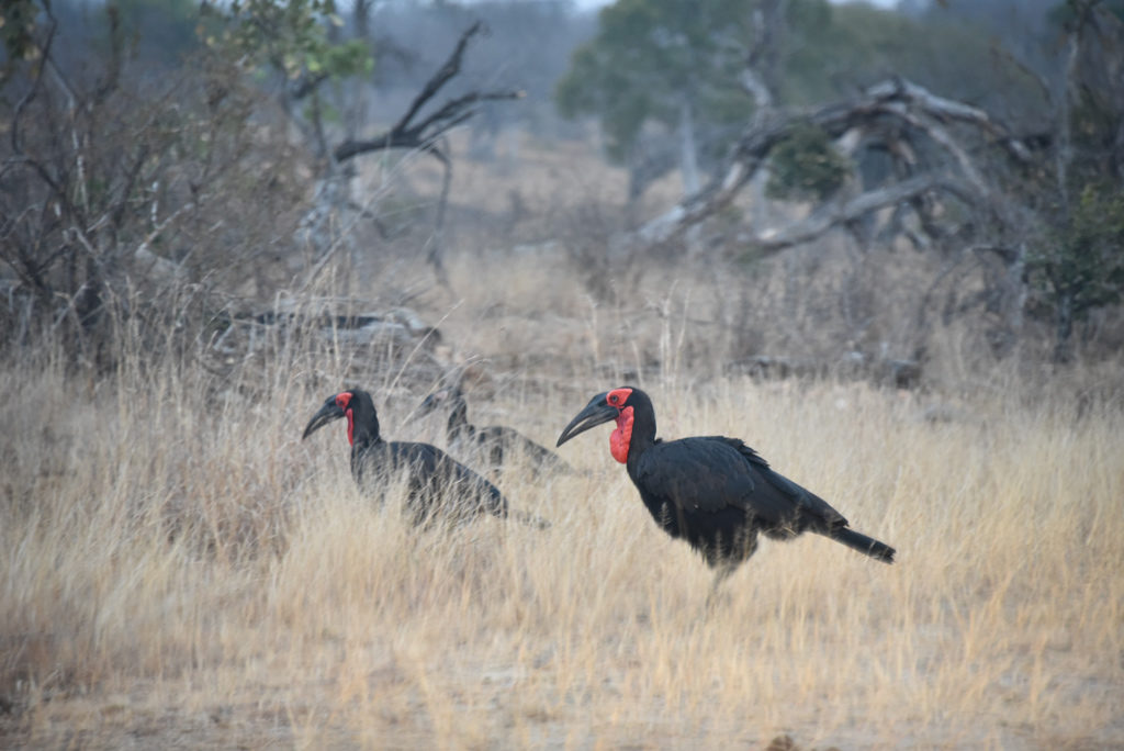 Some ground hornbills going about their morning routine in Kruger National Park.