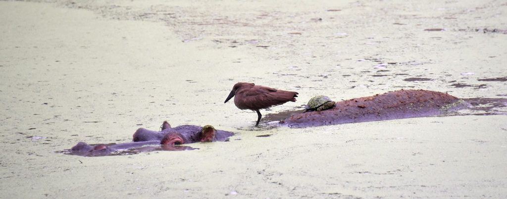 Looking a little closer, the hippo had a tortoise and a brown bird for company in Kruger National Park.