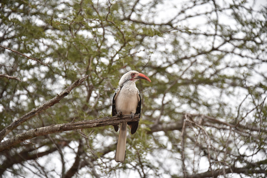 A southern yellow-billed hornbill looking furious. 