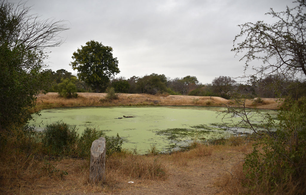 Just a few minutes away a hippo rested in a bright green pond, in peace and quiet in Kruger National Park.