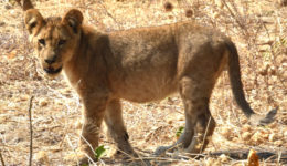 Is the lion cub thinking we're a threat?