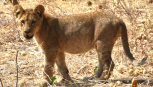 Is the lion cub thinking we're a threat?