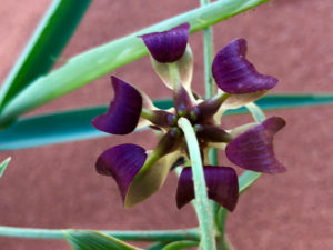 Akebia quinata commonly known as Chocolate Vine or Five-leaf Akebia