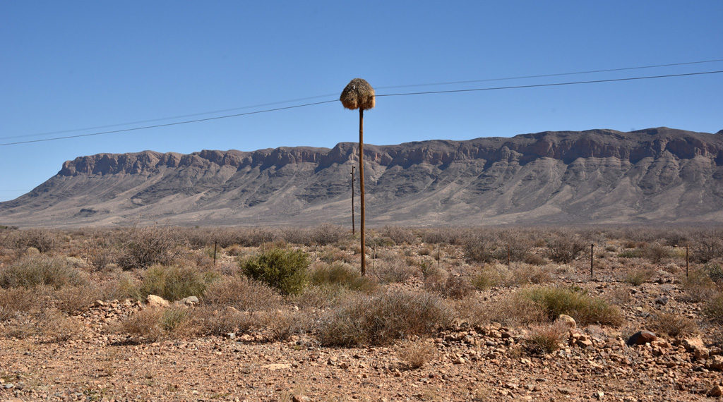 Sociable weaver bird nest on a pole in the Namib Desert