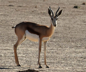 A springbok in Namibia