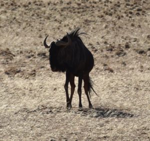 Wildebeest in Namibia