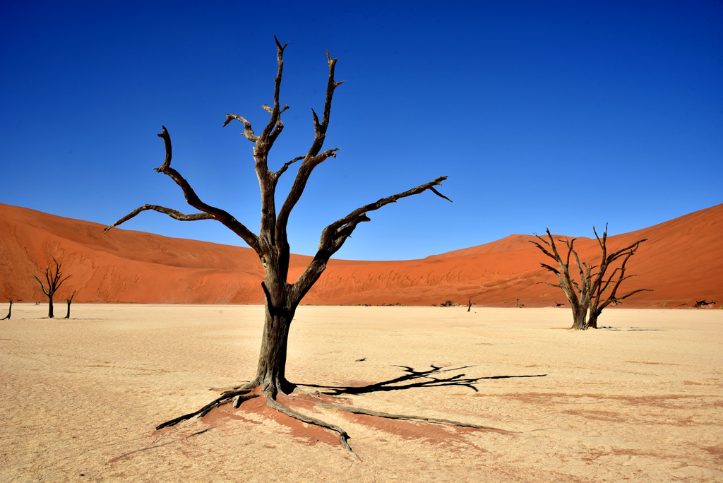 Red-sand desert in Namibia is located in Africa's largest conservation  area, Namib-Naukluft National Park. Know…