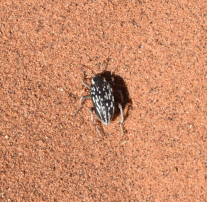 A Darkling beetle, the famous desert survivors
