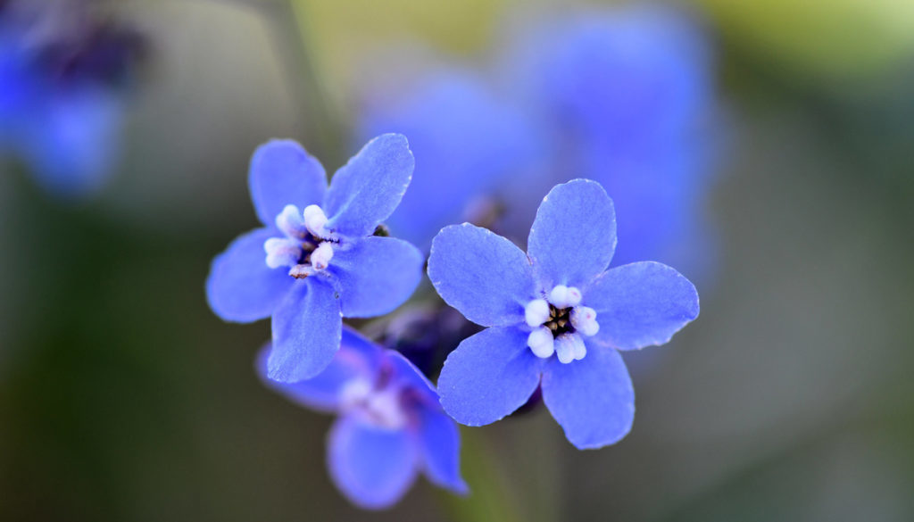 Henry Coe State Park Spring bloom