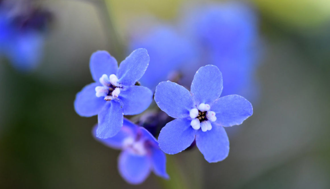 Henry Coe State Park Spring bloom