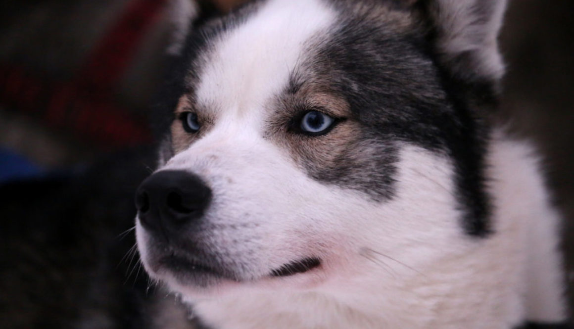 Huskey-dog-1165x665