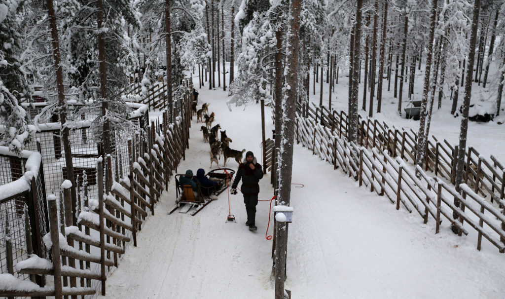 Huskies in the snow make for exhilarating times in Finland.