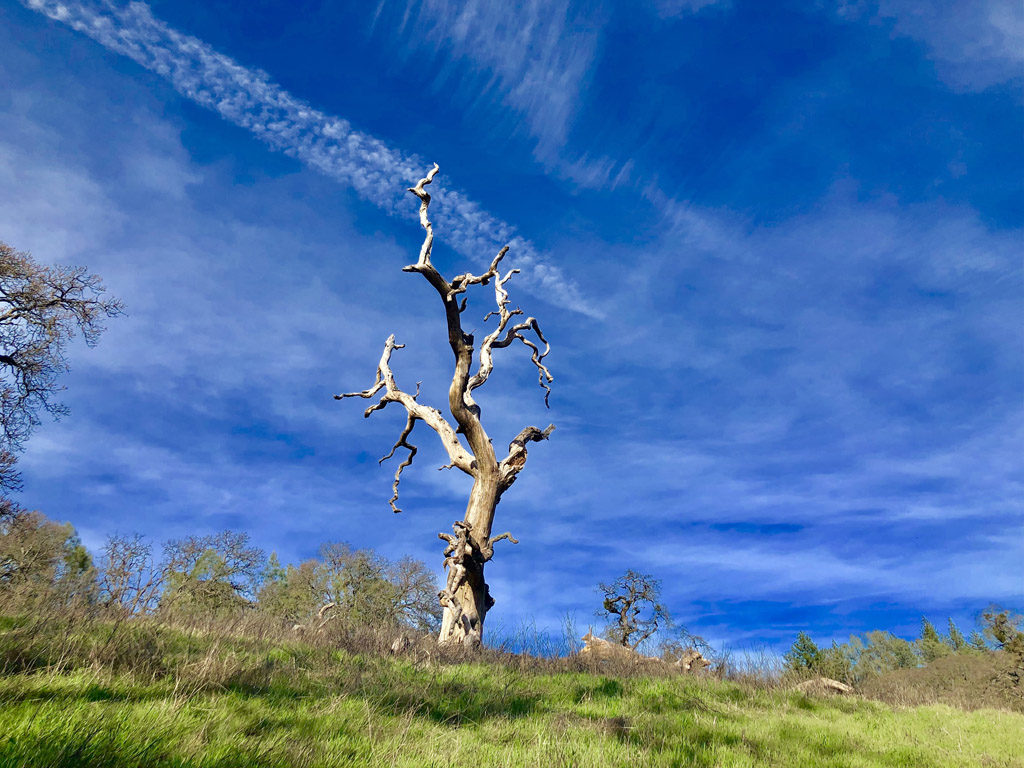 Beautiful trees in Henry W Coe state park make for gorgeous works of art.