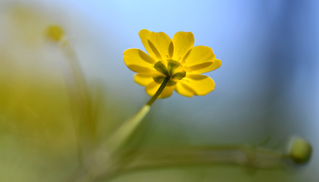 yellow-wildflower-1165x665