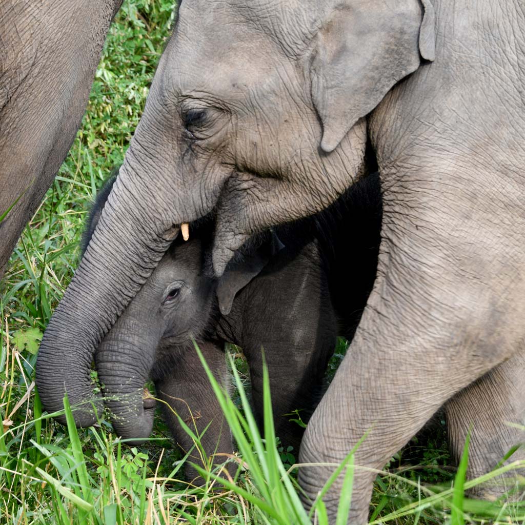 Elephants as play in Minneriya National Park in Sri Lanka