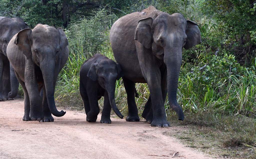 An elephant family in Minneriya National Park, Sri Lanka