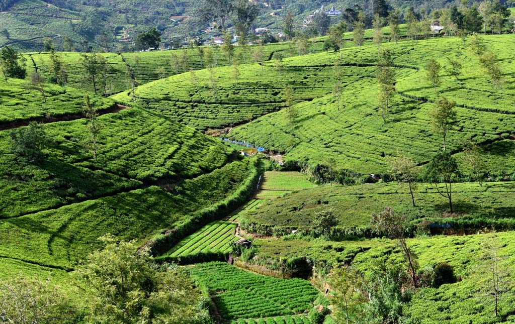 Tea Gardens of  Nuwara Eliya in Sri Lanka