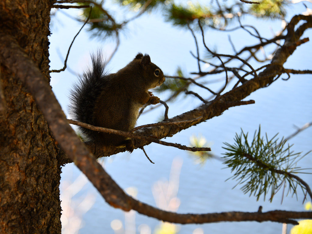 Squirrels at Bear Lake in Rocky Mountain National Park