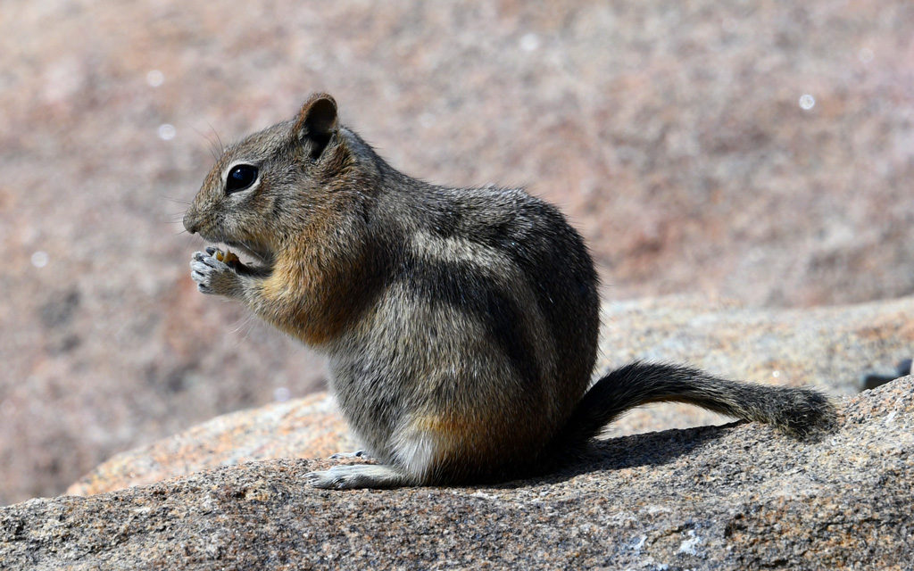 A Squirrel in Rocky Mountain National Park