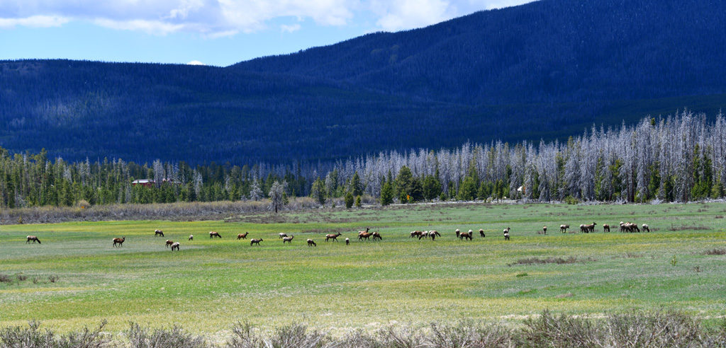 A group of elk seem to always hang around the Kawuneeche visitor center.