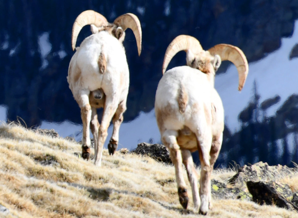 Bighorn sheep on their trail home in Rocky Mountain National Park