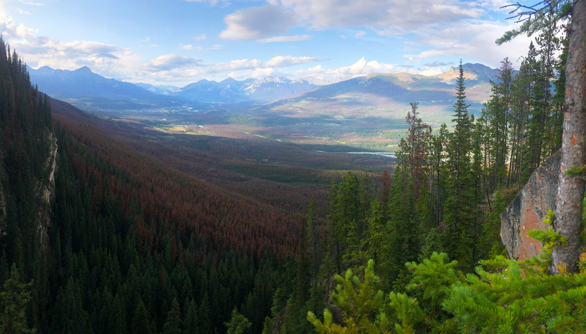 Red Trees Mountain Pine Beetle Infestation In Jasper National Park Story At Every Corner