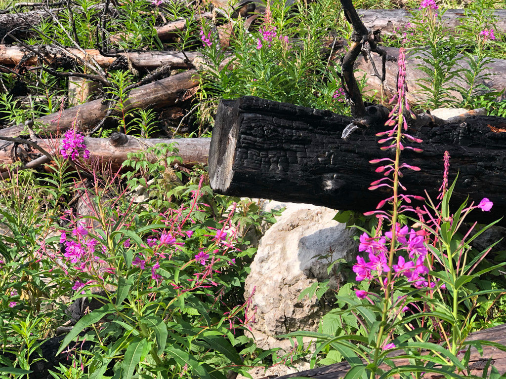 Since the Excelsior fire in Jasper National Park, plant and wildlife is appearing all around the burnt trees.