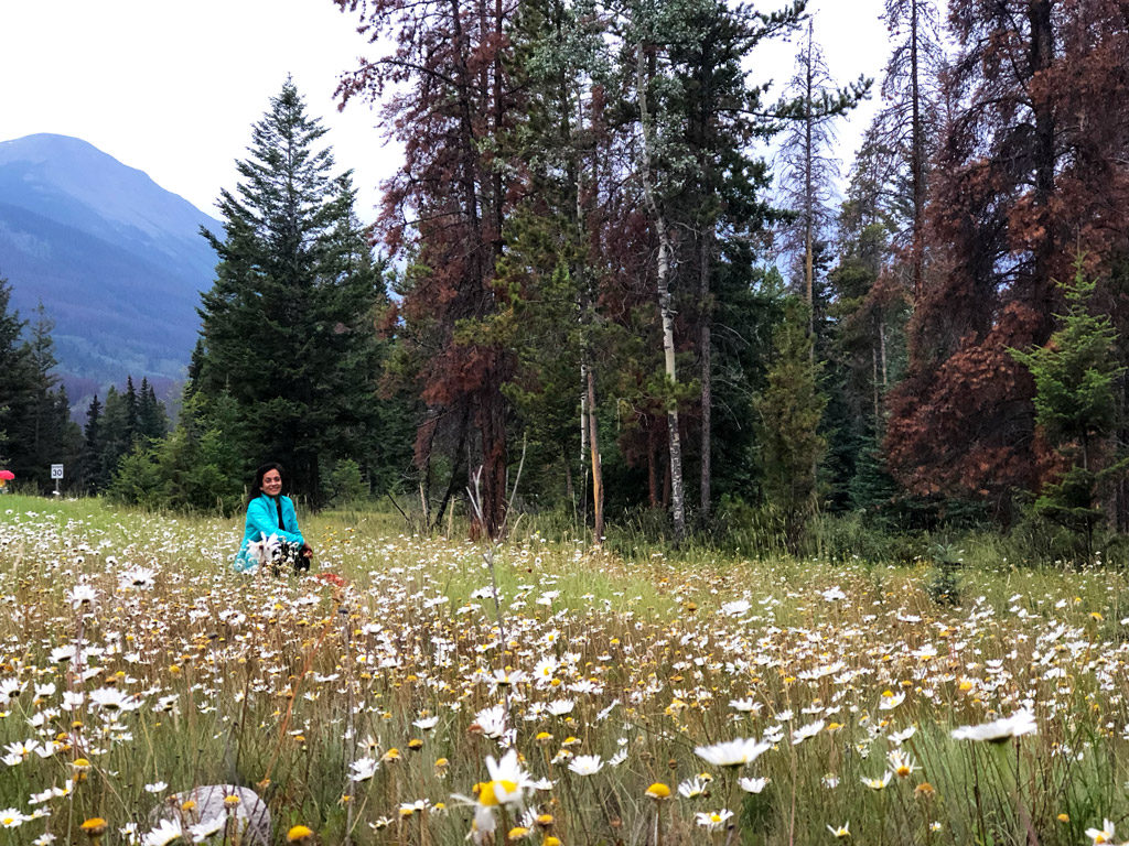 Wildflowers along Athabasca river walk