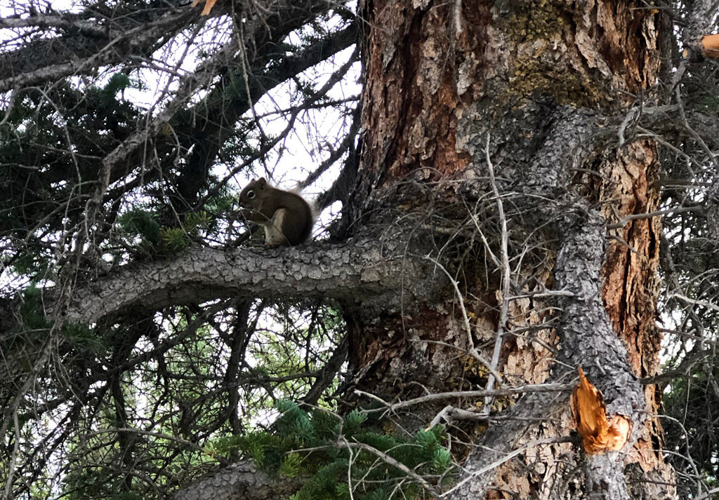 A squirrel nibbling away in the trees