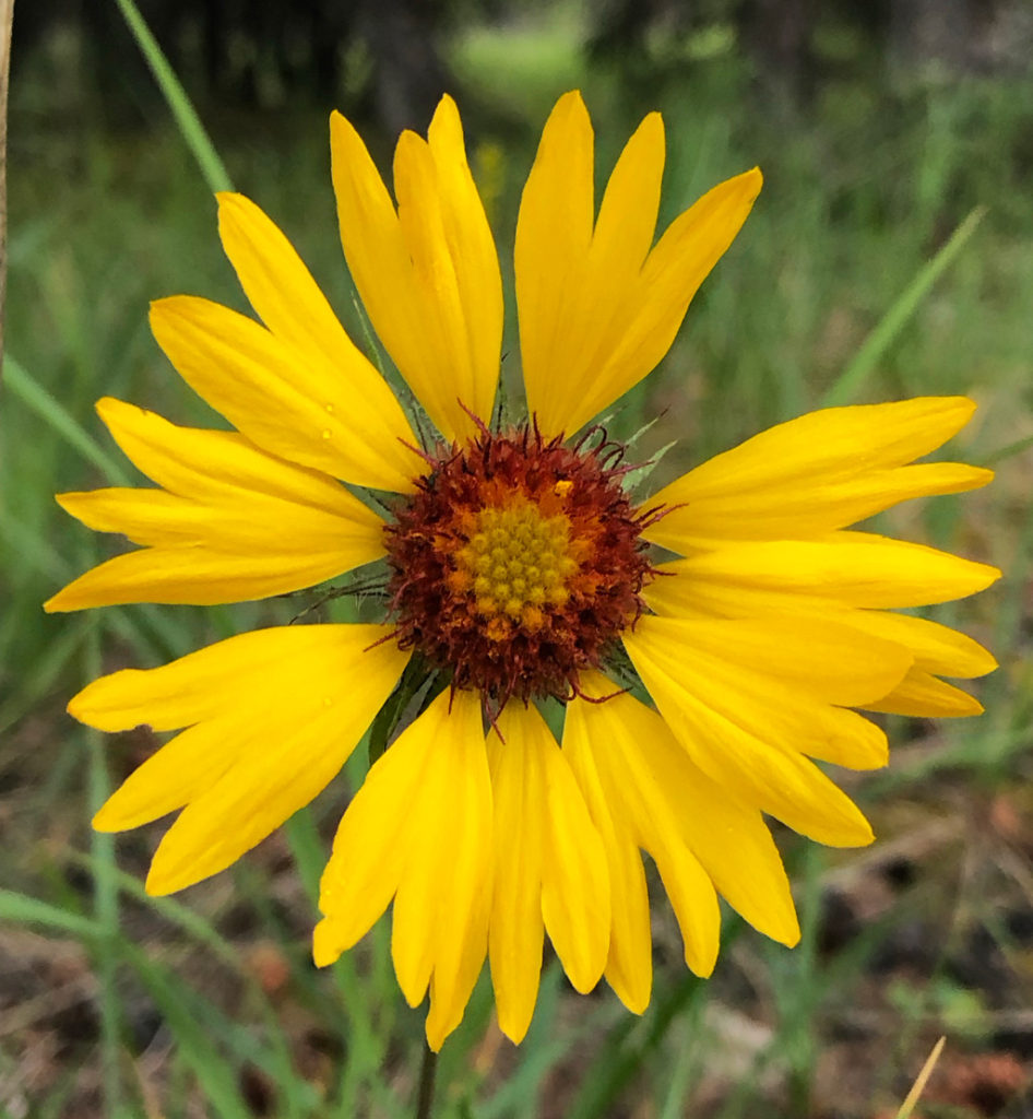 Wildflowers in Jasper along Athabasca river walk