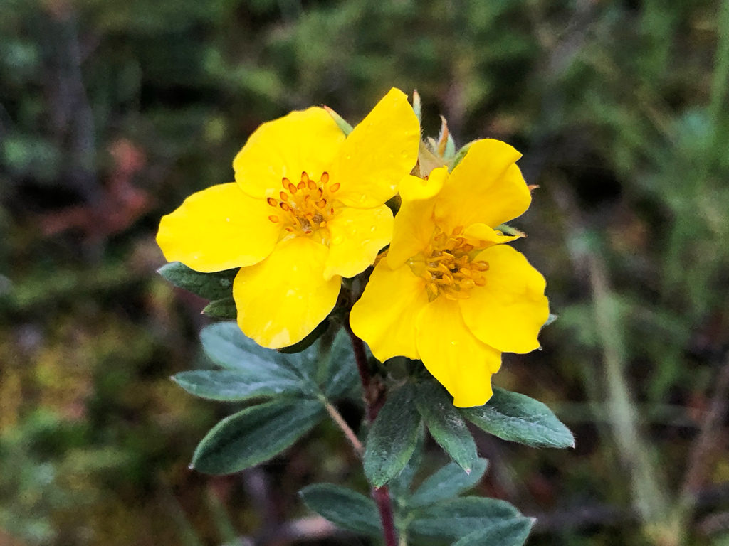 Wildflowers in Jasper along Athabasca river walk