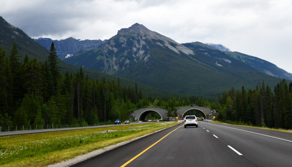 NKB_5664-Banff-drive-animal-crossing-1165x665