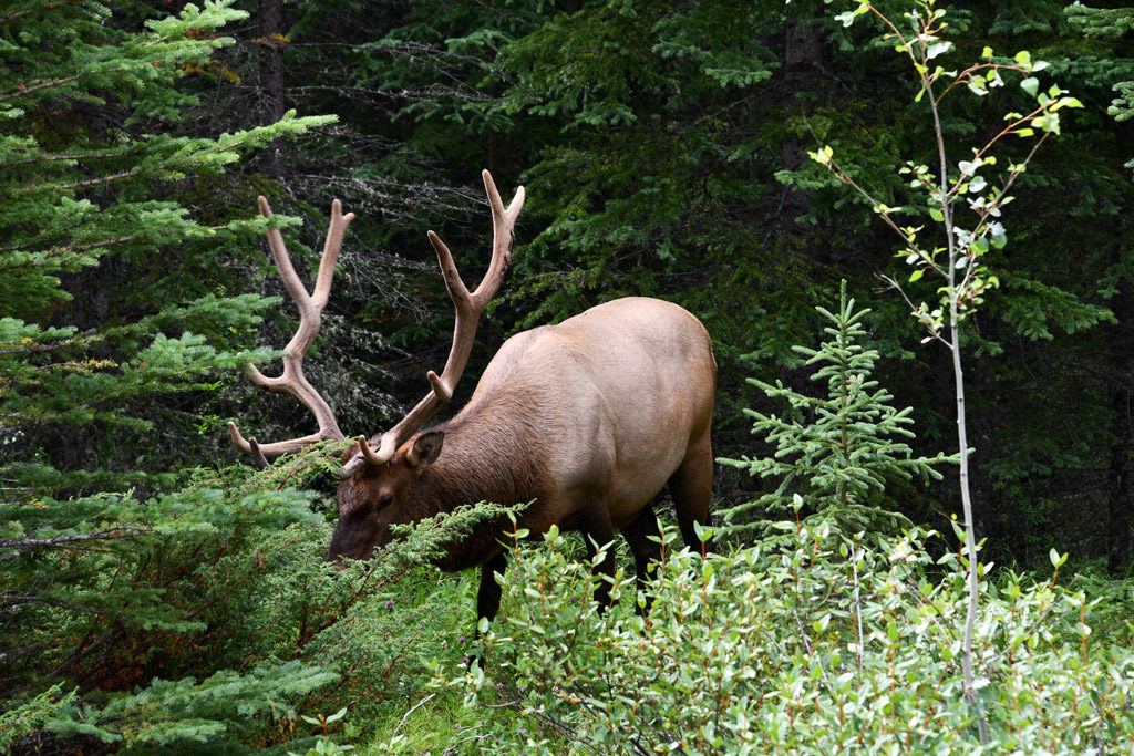 Wildlife sighting along Highway 93 on Jasper to Banff drive