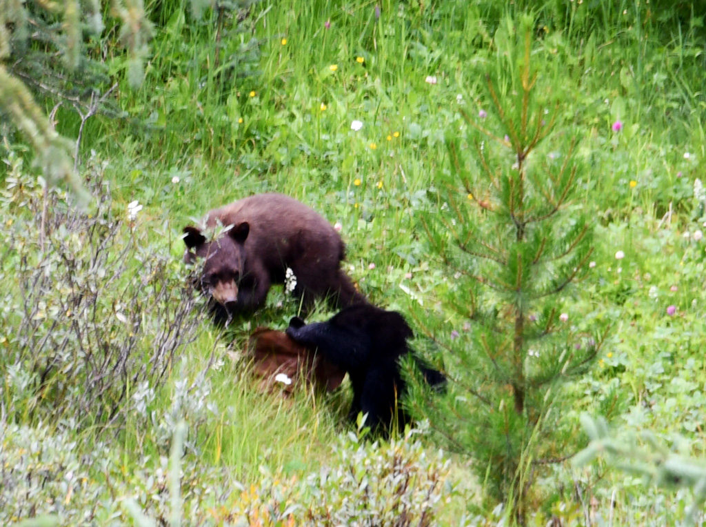 Bear family along the Icefields Parkway near Jasper, Canada