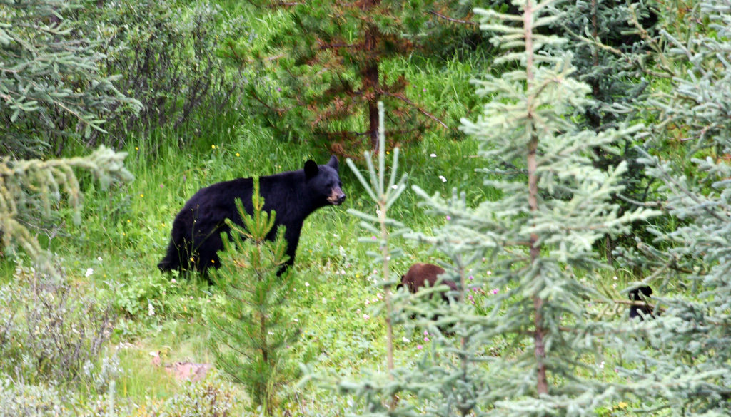 A Black Bear and her two cubs in Alberta, Canada.