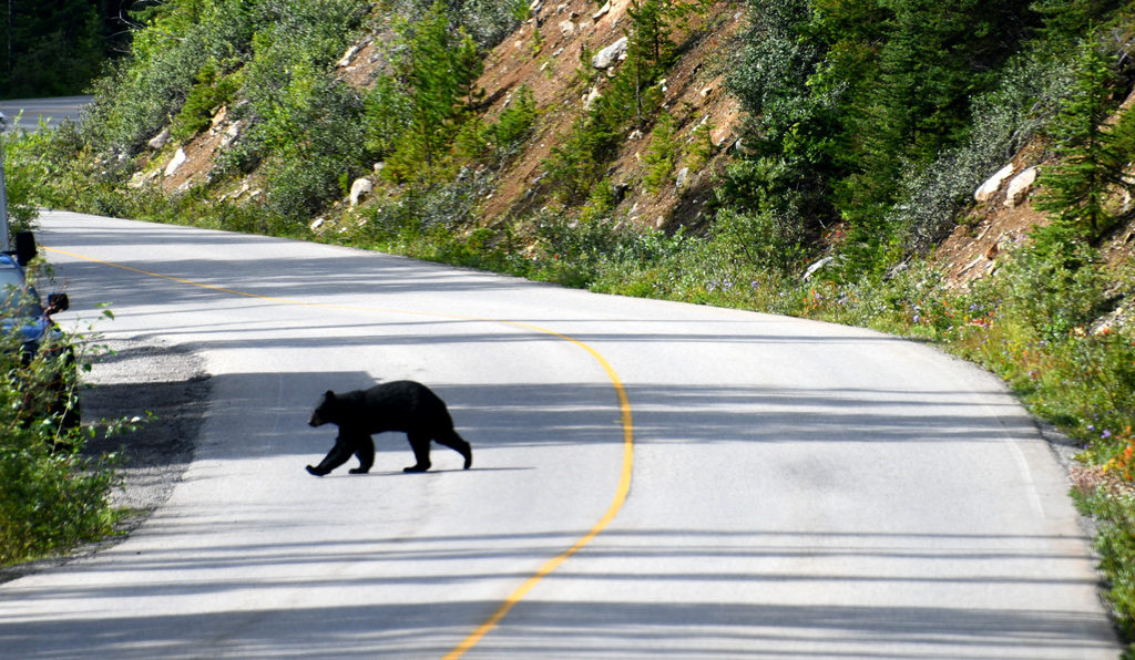 One of our many black bear sightings when touring Canadian Rockies.