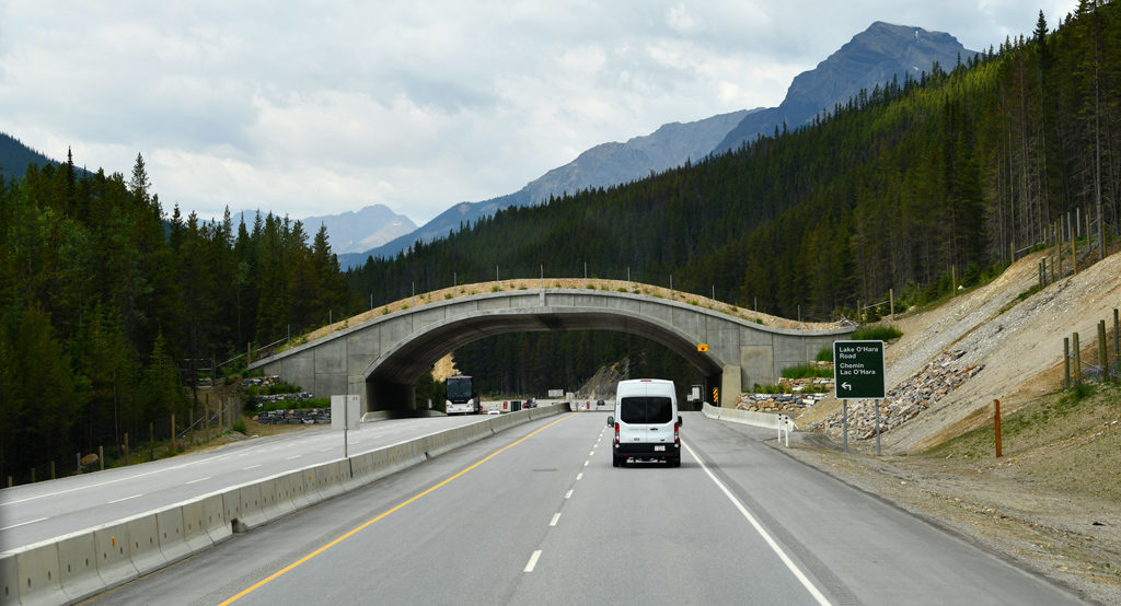 The wildlife overpass #6 is located in Yoho NP, soon after the entrance from Banff NP.