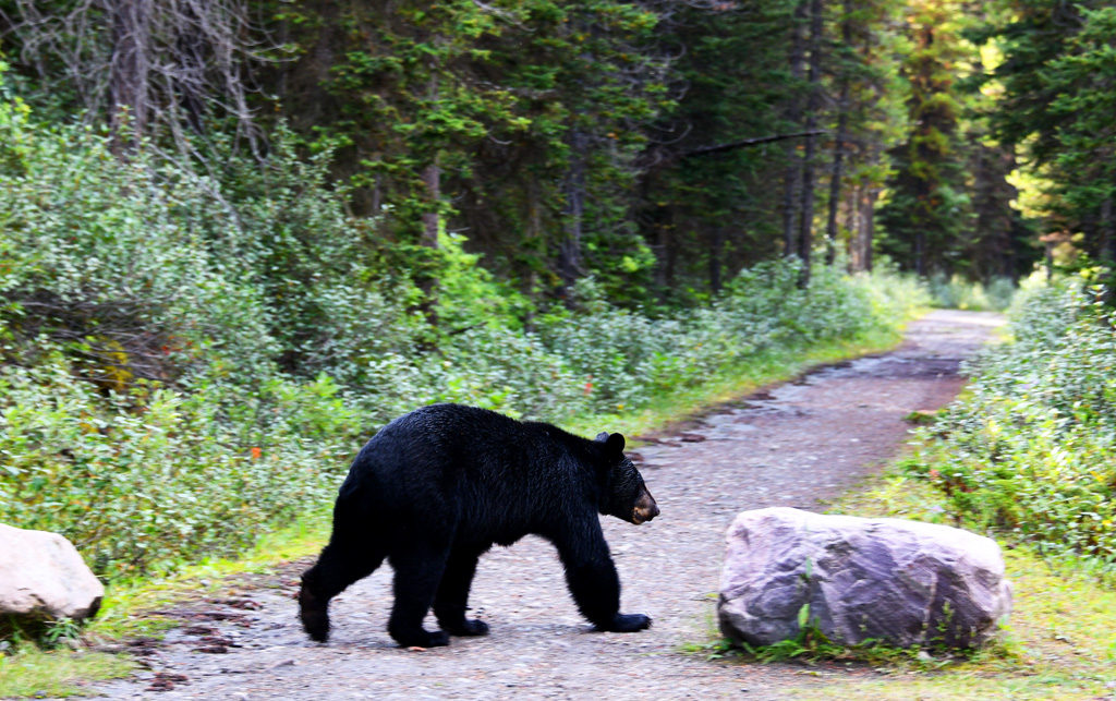 A black bear right outside the Lake Louise parking area