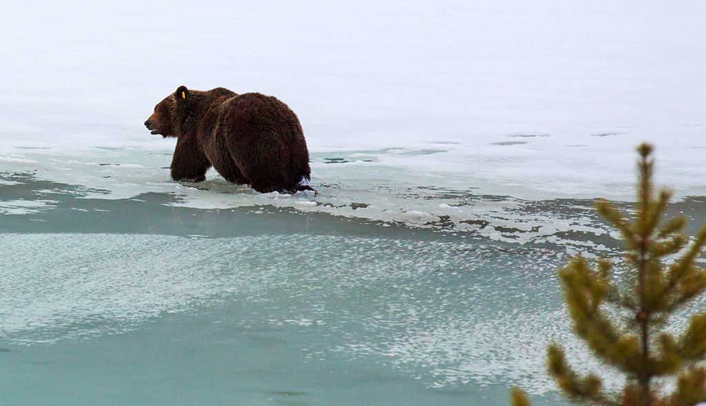 Bear sighting from the Rocky Mountaineer in Canadian Rockies