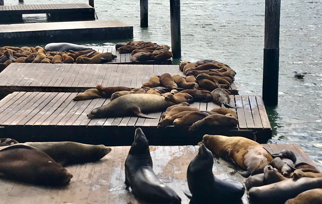 Sea lions at Pier 39 in San Francisco