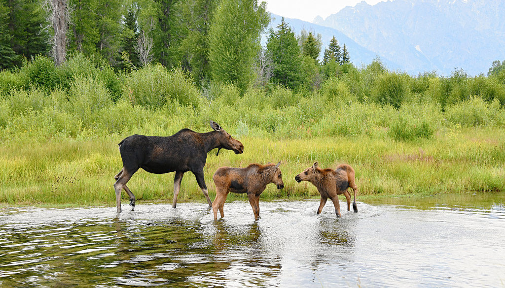 Moose family in Grand Teton National Park