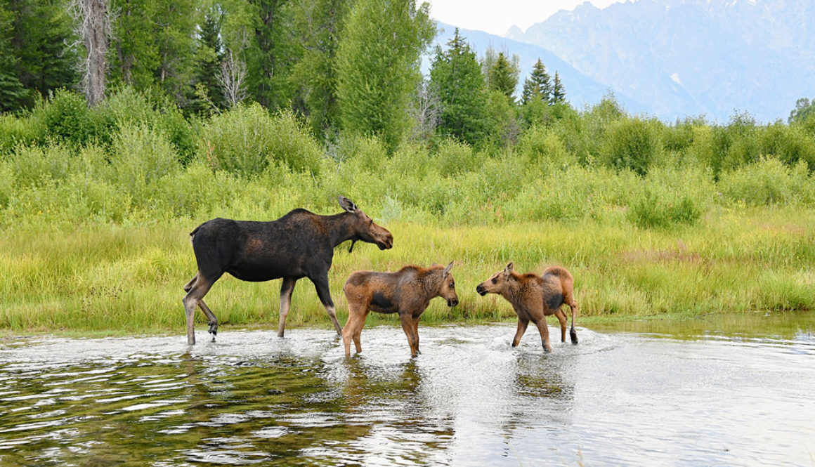 Moose family in Grand Teton National Park