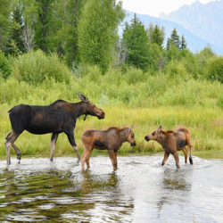 Moose family in Grand Teton National Park