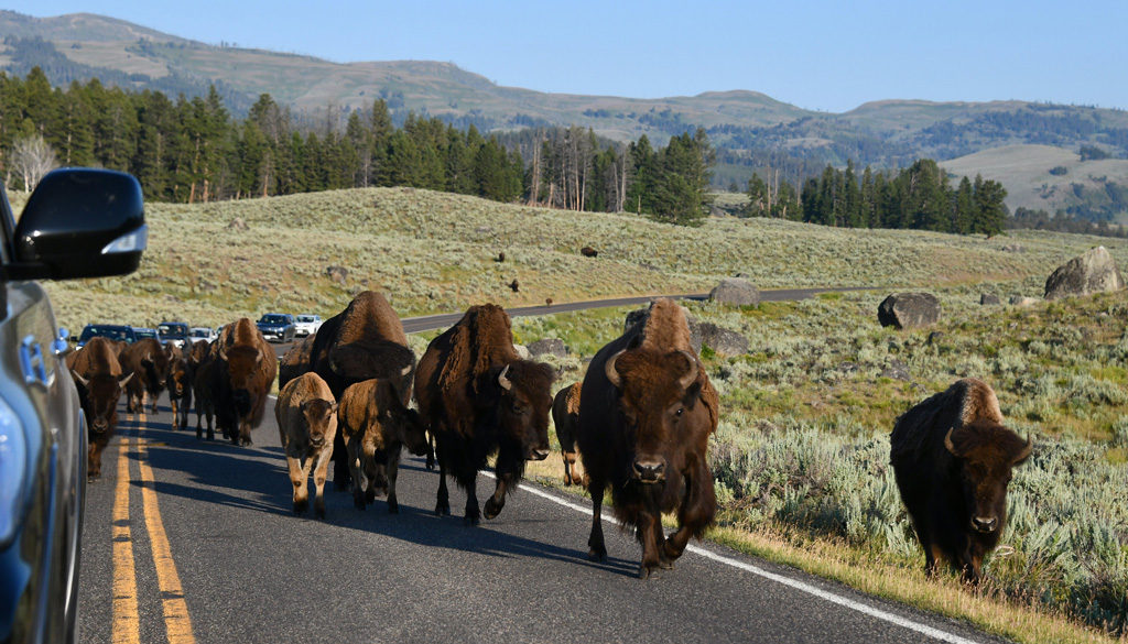 Yellowstone Lamar Valley Bison