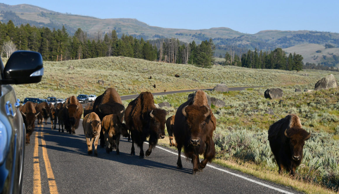 Yellowstone Lamar Valley Bison