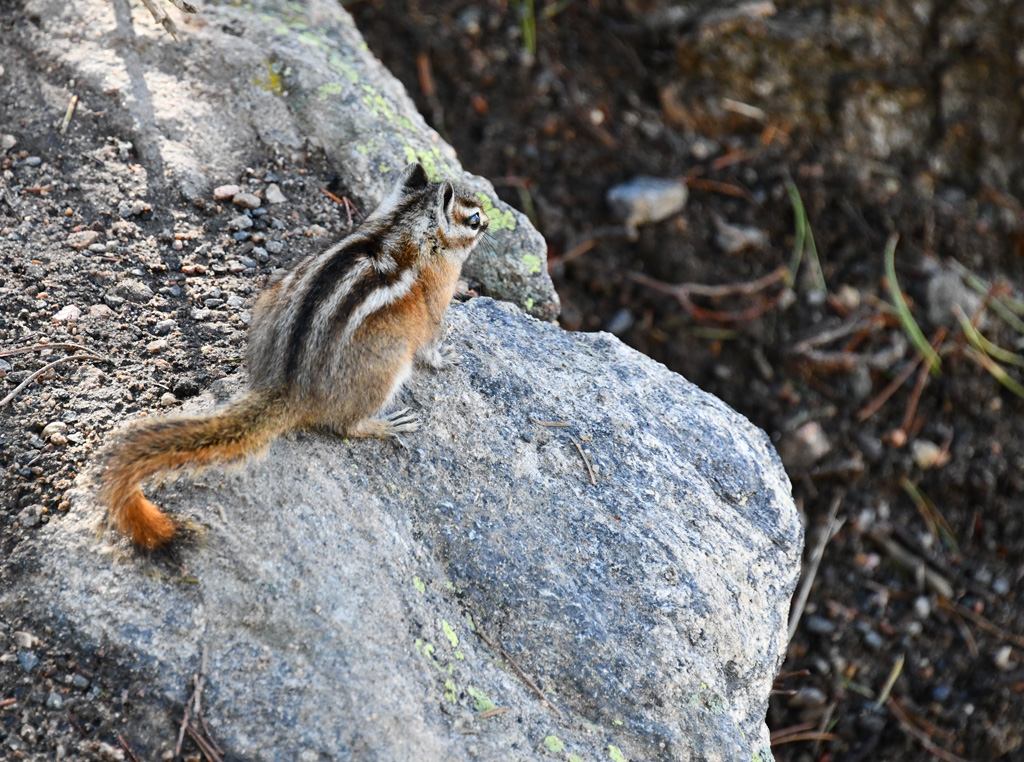 Bear Lake wildlife in Rocky Mountain National Park