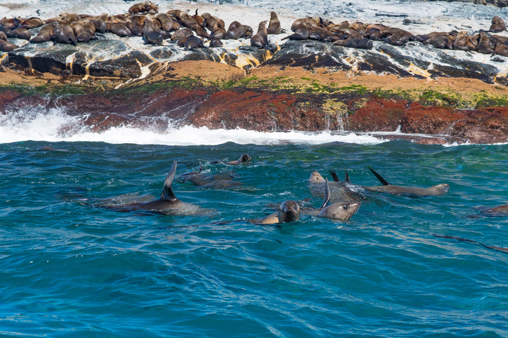 Australian fur seals near Sydney. Photo by Margarita - a 2020 travel story