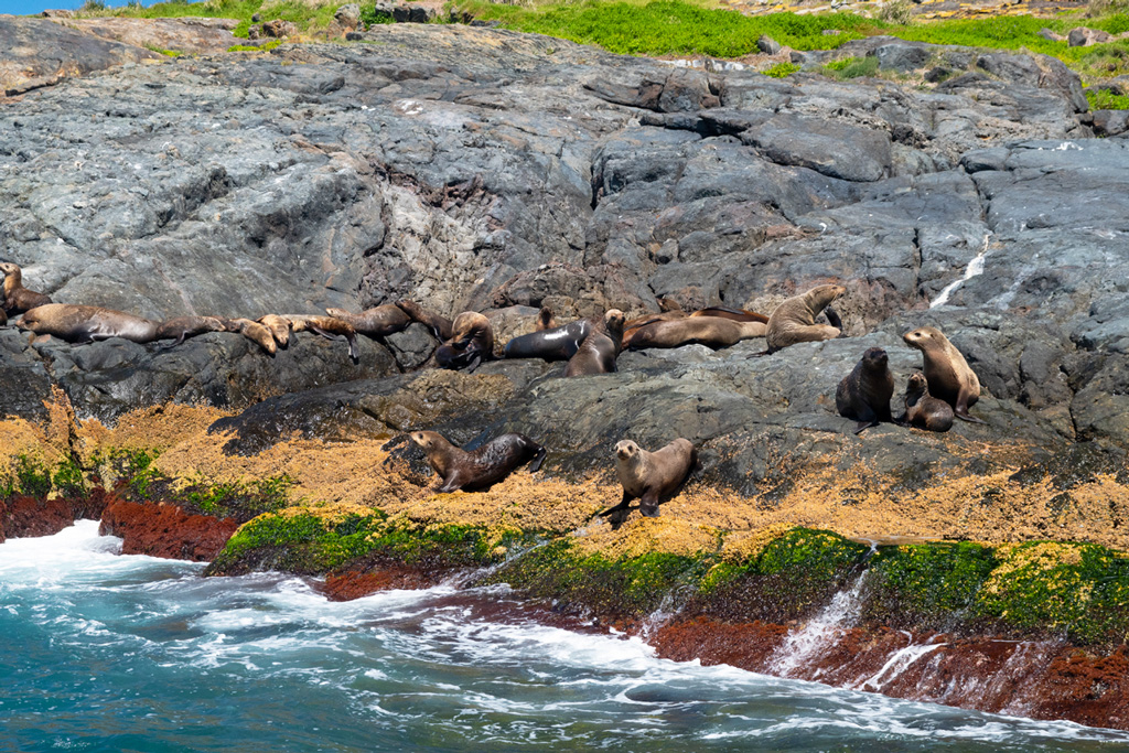 Seals on the rocks at Montague Island ins Australia.