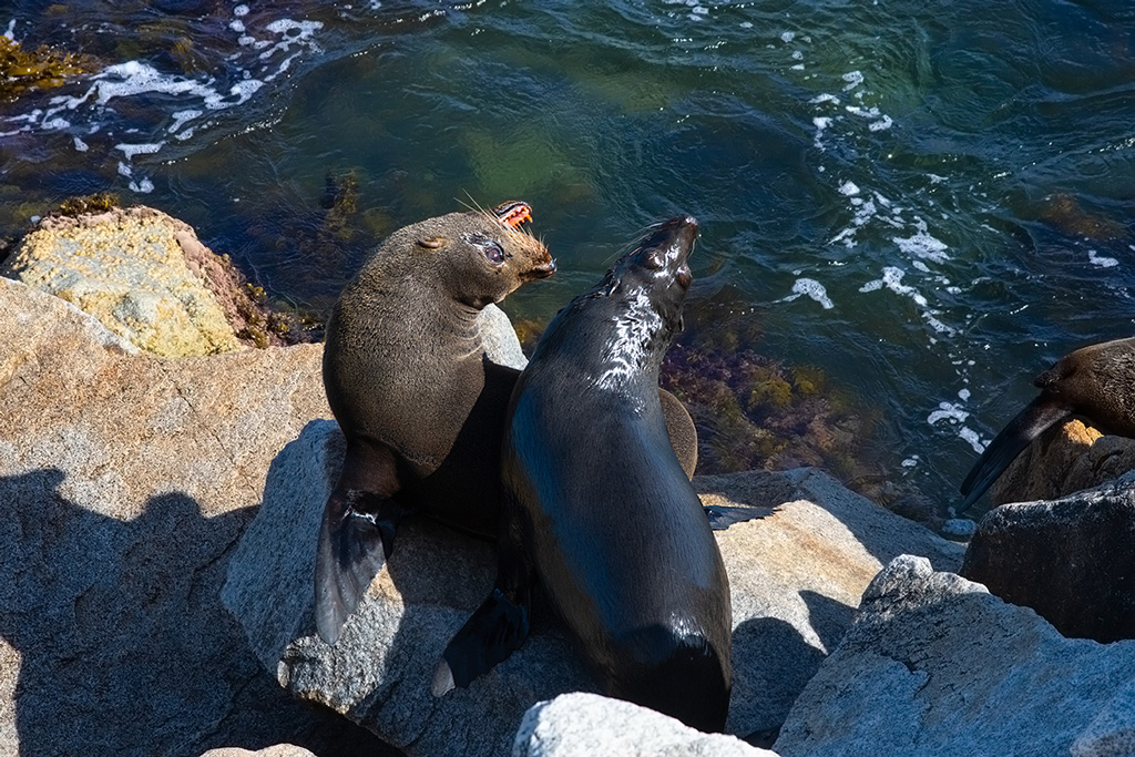 Australian fur seals near Sydney. Photo by Margarita - a travel story from 2020